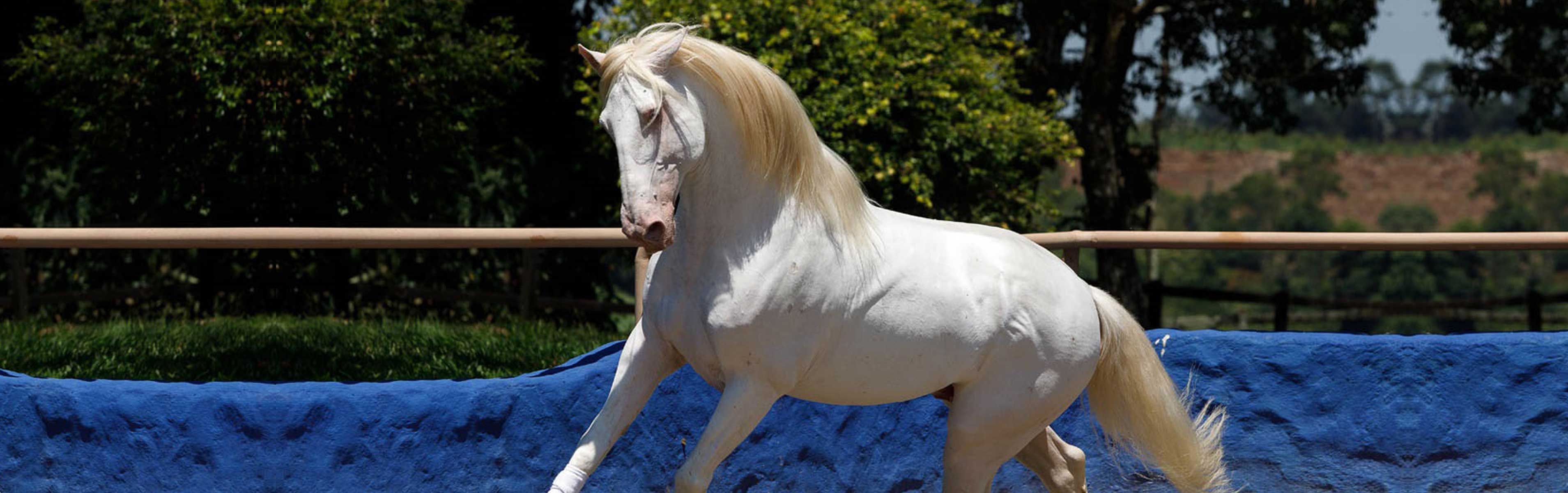 Associação Brasileira de Criadores do Cavalo Puro Sangue Lusitano (ABPSL)